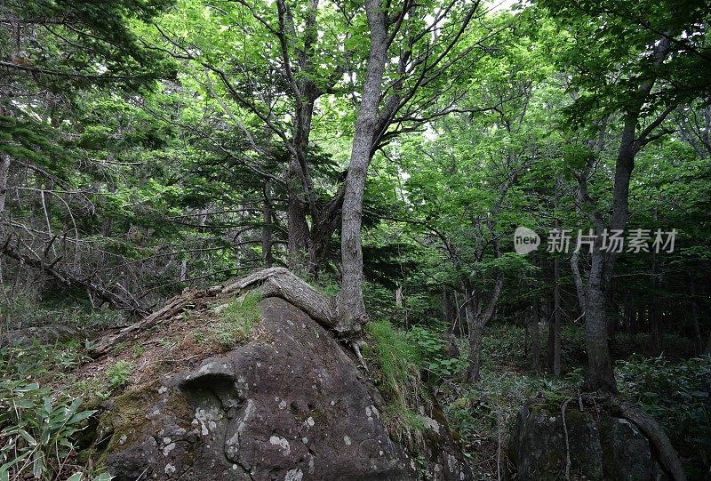 日本七子五子湖的森林阴影