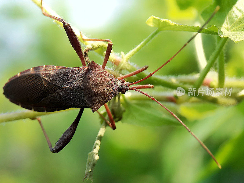 棘头纲terminalis