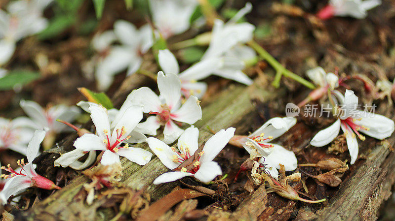 特写照片上的童花落在一堆枯叶上