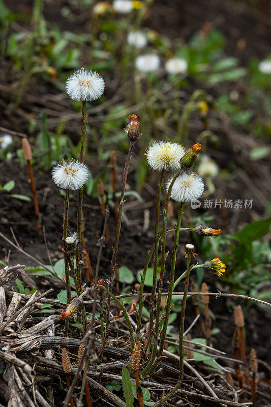 Mid-spring。Tussilago的Coltsfoot已经开花并开始结出种子。绒毛蝙蝠的形成