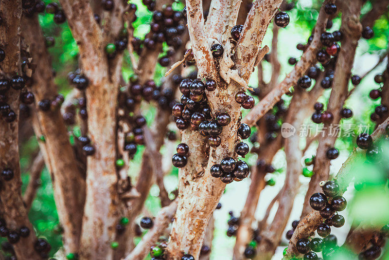 Jabuticaba