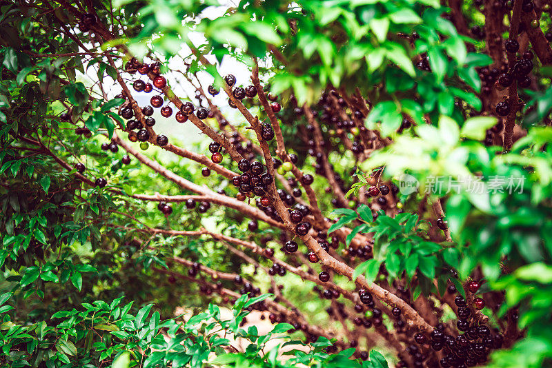 Jabuticaba