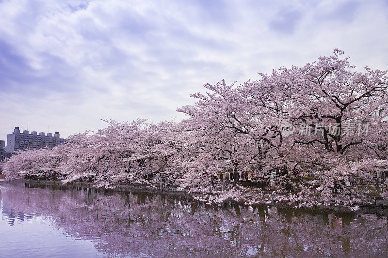东京，大东，上野公园，樱花之木和新风之野池塘