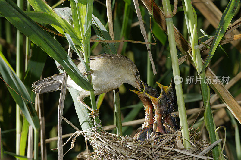 大苇莺和她的幼鸟在窝里