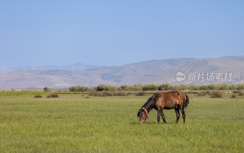 马在草地上吃草。