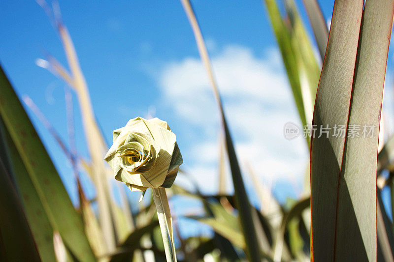 Putiputi花编织从新西兰亚麻对Phormium背景