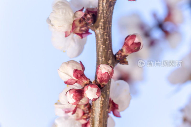 一张杏花的照片，花在蓝色的背景上绽放和生长。盛开的亚美尼亚李花。