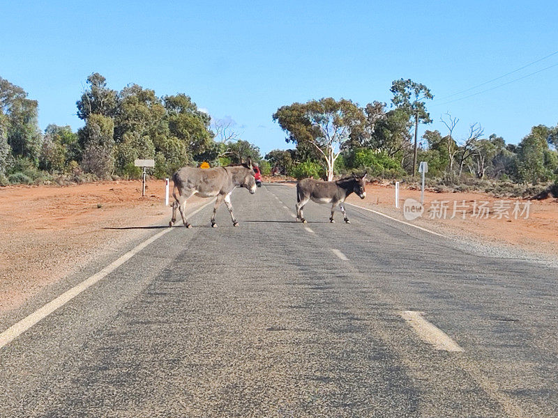澳大利亚新南威尔士州西尔弗顿，路上的驴子
