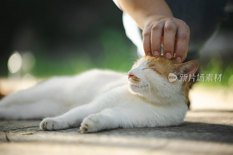 有人在抚摸一只街头小猫