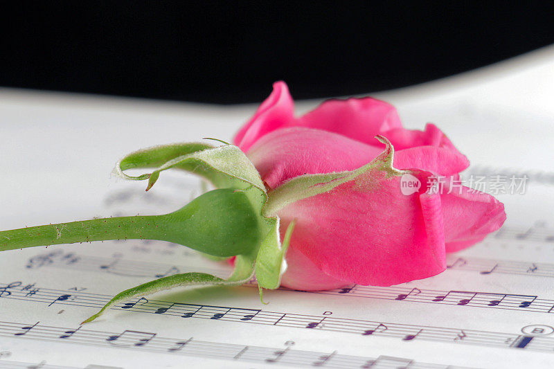 乐谱上的粉红玫瑰