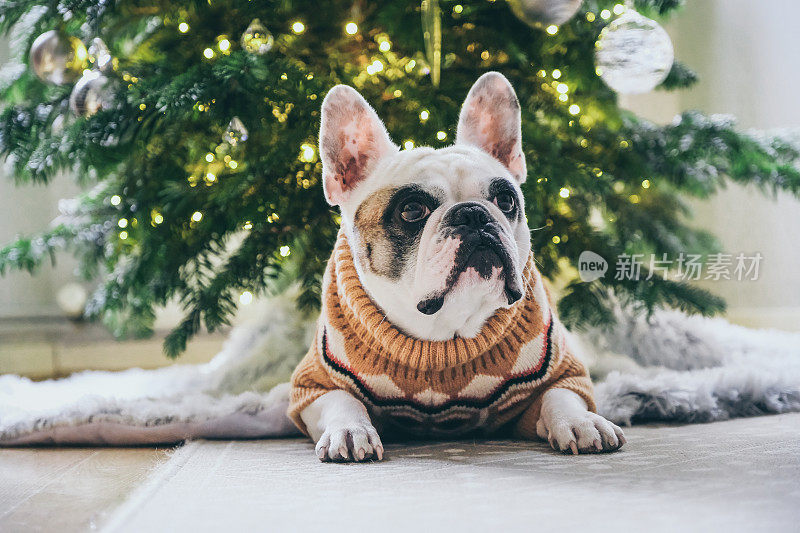 可爱的法国斗牛犬在圣诞树前