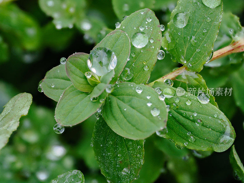 下雨天绿草地上的小露珠