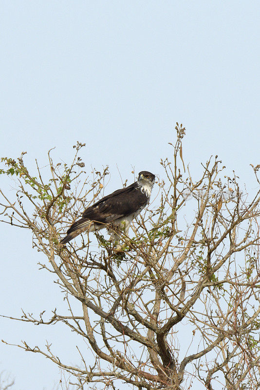 非洲Hawk-Eagle