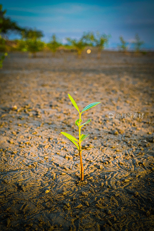 红树林