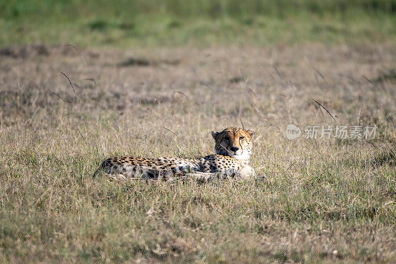 黎明时分，肯尼亚马赛马拉平原上，一只猎豹在追逐一只野兔