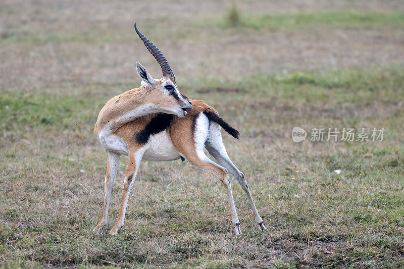 肯尼亚马赛马拉国家公园平原上的一只雄性汤姆逊瞪羚