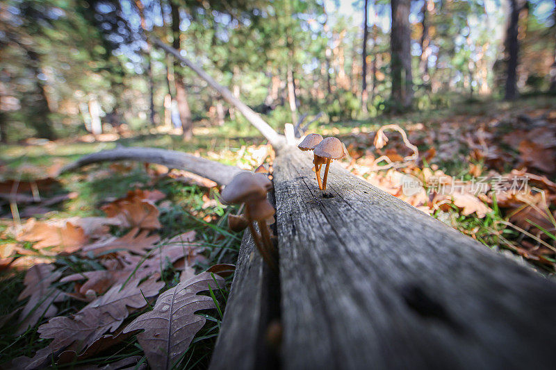 真菌生活在森林里。美丽的棕色真菌和蘑菇生长在树干上