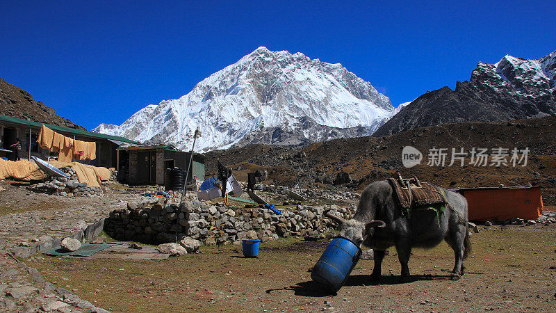 Dzo是牛和牦牛的杂交品种，在喜马拉雅山脉用来运输货物。