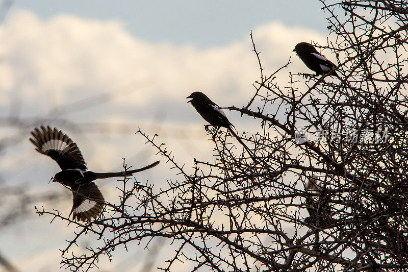 在南非克鲁格国家公园树木繁茂的稀树大草原上，一群喜鹊伯劳鸟在不同的荆棘灌木丛中飞翔。