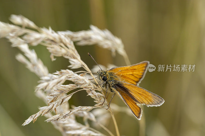 自然保护区草地上的大跳蝶
