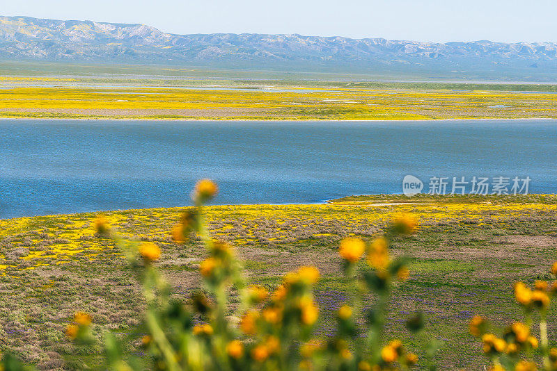 位于加州中部的卡里佐平原国家纪念碑被一大片黄色、橙色和紫色的野花覆盖着。