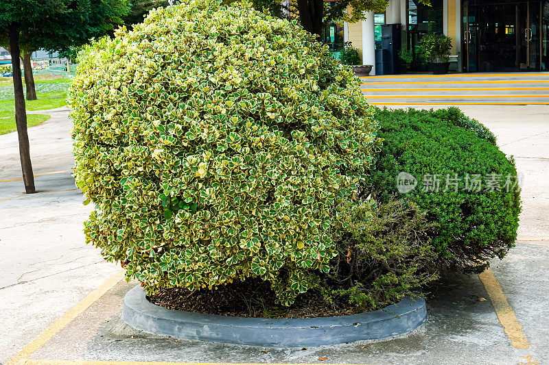 图片中的槲寄生无花果植物生长在停车场，槲寄生橡胶厂。