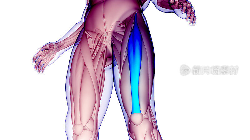 人体肌肉系统、腿部肌肉、股直肌解剖学