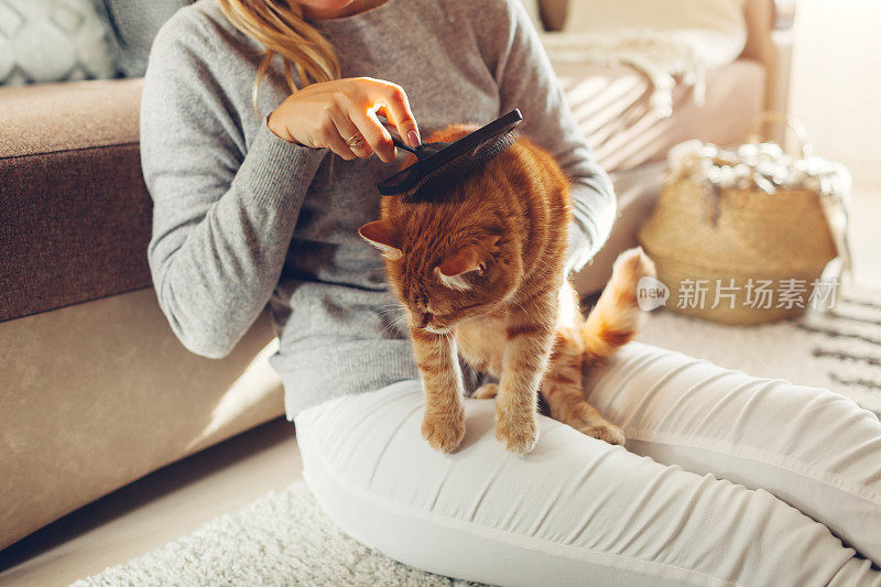 在家里用梳子刷给姜猫梳头。女主人照顾宠物为其脱毛。干净的动物