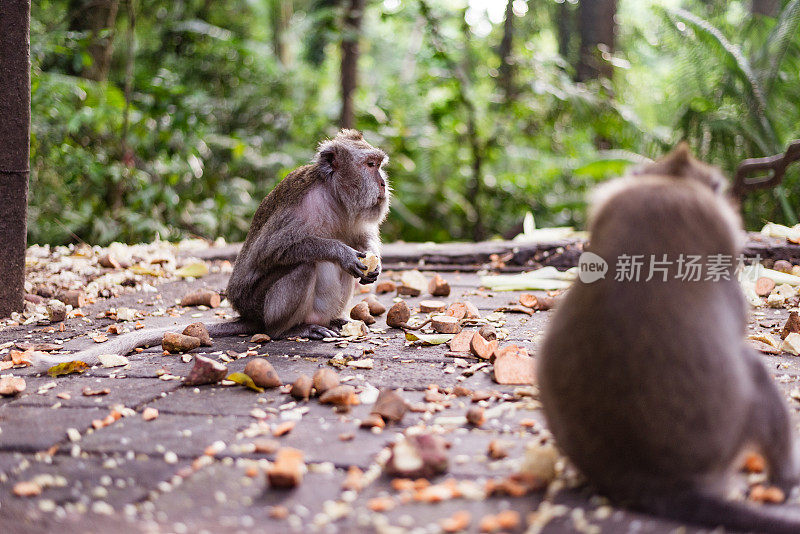 巴厘岛寺庙里吃猴子的画像