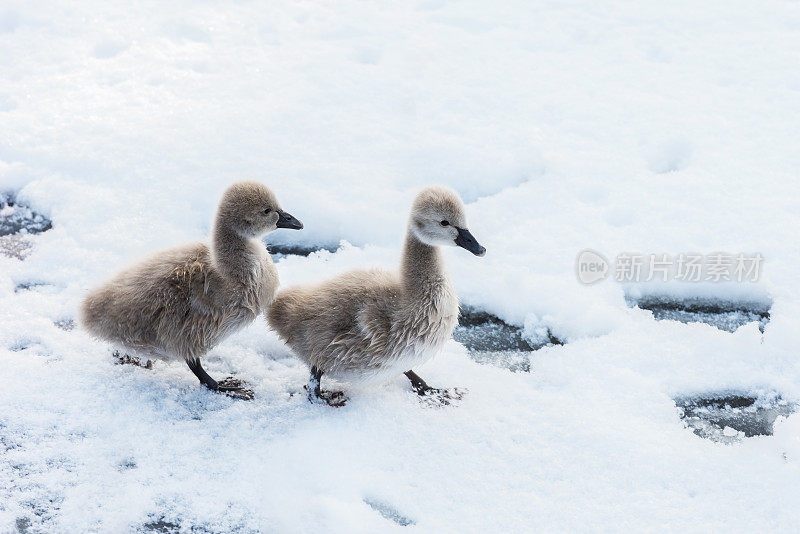 雪中可爱的黑天鹅小天鹅