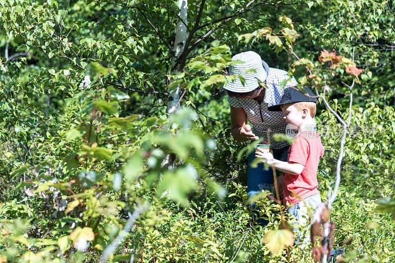 奶奶和孙子在森林里摘蓝莓