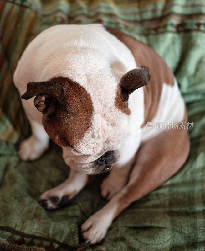 疲惫的斗牛犬躺在柔软的毯子上