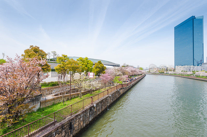 樱花盛开的大阪是日本大阪的城市街道