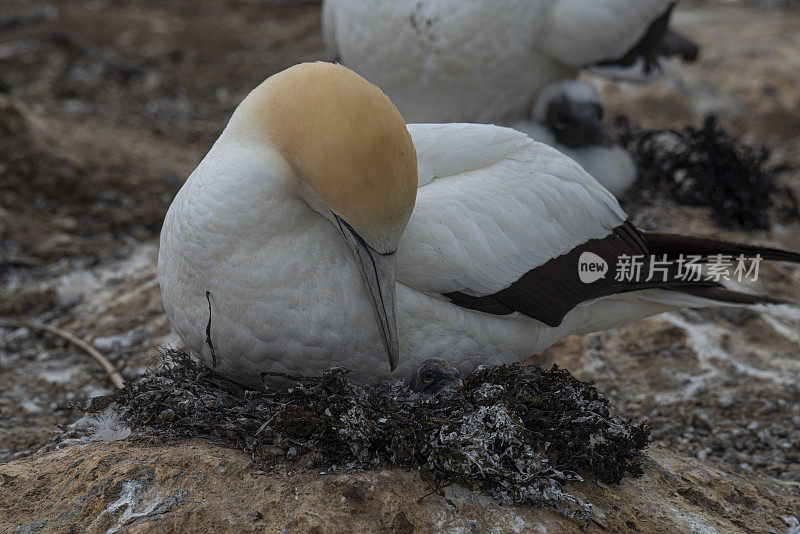 澳大利亚的塘鹅