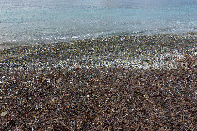 海滩上的海草或鳗鱼草。