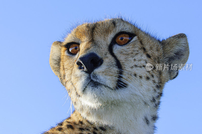 野生猎豹坐在Safari车顶的特写