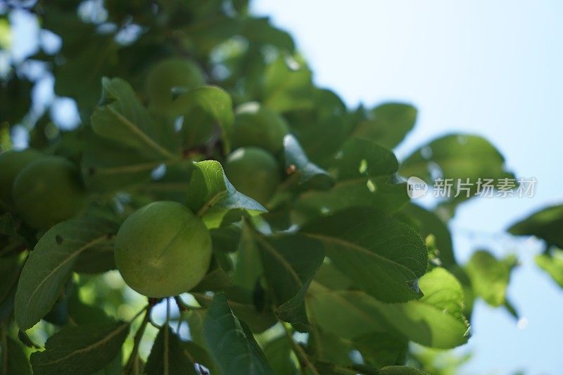 树上的青苹果