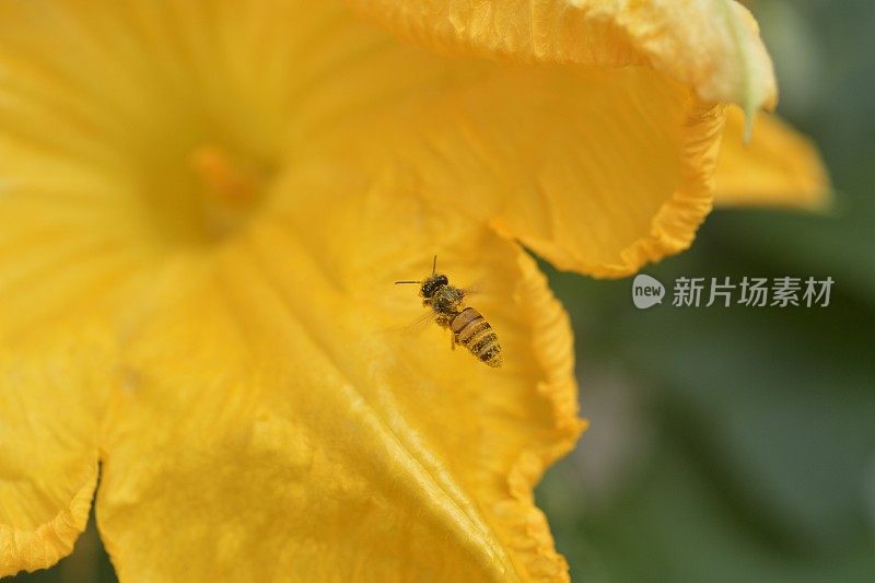 飞蜂和南瓜花