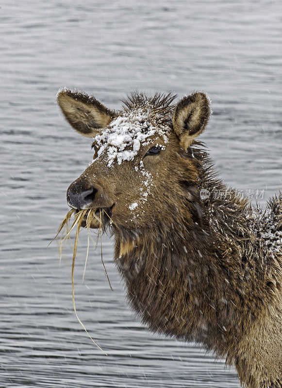 落基山麋鹿是麋鹿的一个亚种，发现在落基山脉和邻近的范围在北美西部。冬季山脉最常见于低海拔的开阔森林和漫滩沼泽。黄石国家公园。吃东西。