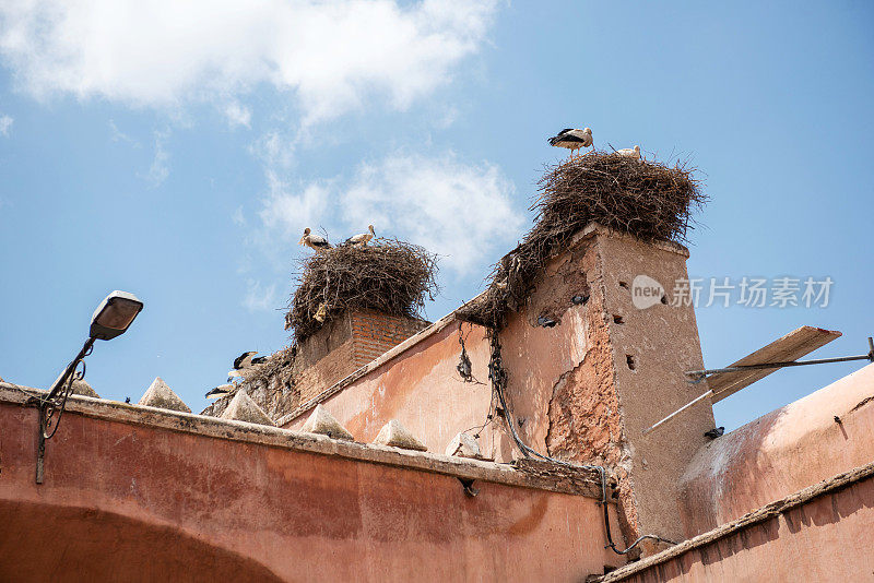白鹳在摩洛哥马拉喀什的一堵墙上筑巢