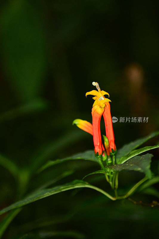 野咖啡植物，桔黄色花和白色花药