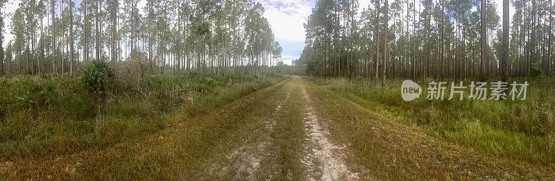 松树林中的土路全景，画面中心向上