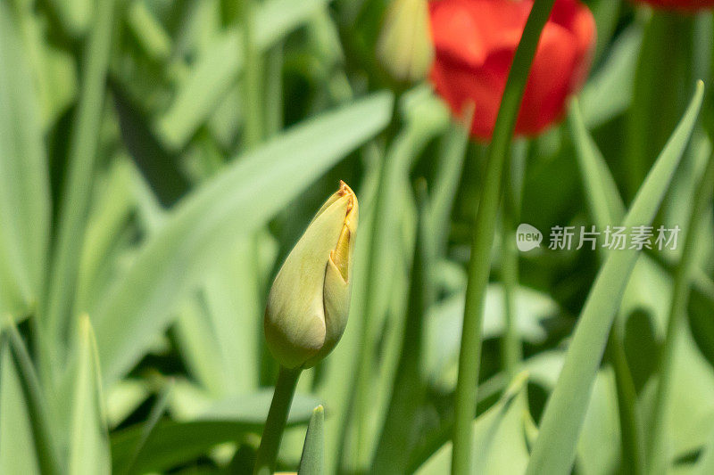 郁金香在萌芽状态