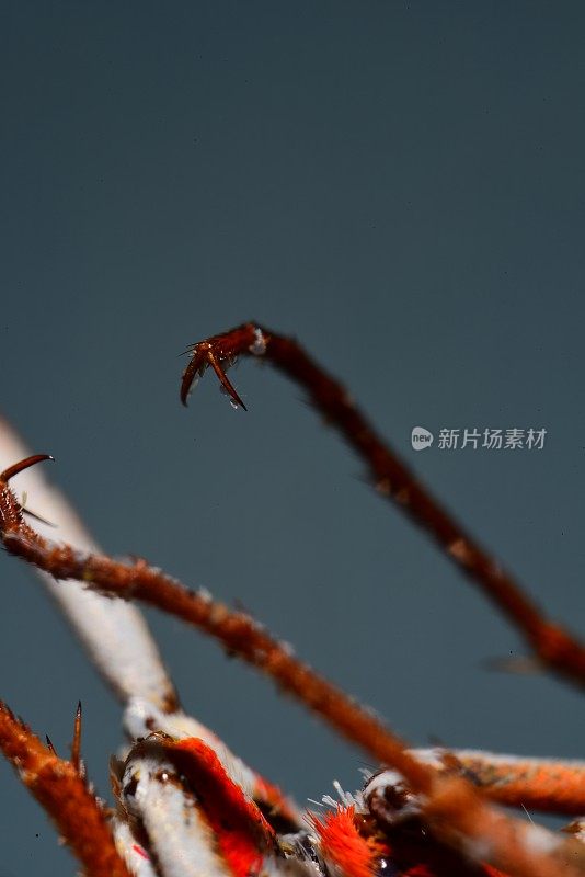 海湾贝母蝶腿尖端的极宏爪