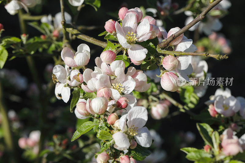 2020年4月，红苹果开花