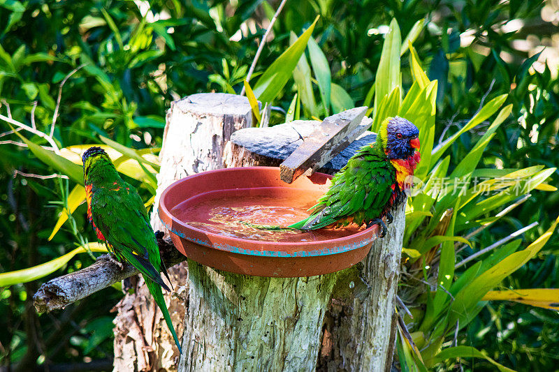 澳大利亚彩虹鹦鹉在后院给鸟洗澡