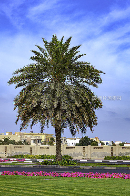 阿拉伯联合酋长国迪拜——路边一棵枣椰树，映衬着罕见的蓝天和白云，这是现代阿拉伯城市景观的一部分