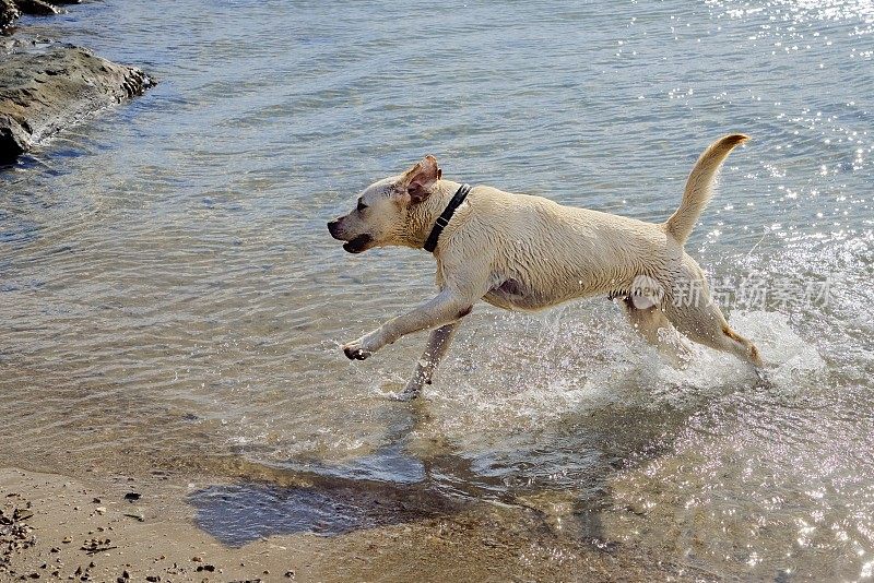 一只拉布拉多犬在海滩的水里奔跑