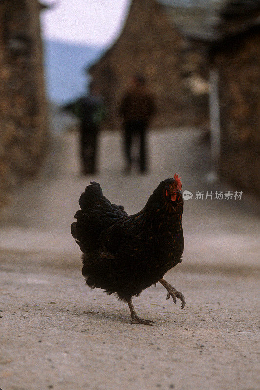 西班牙奥斯安卡雷斯埃尔比耶佐利昂村的一只黑母鸡
