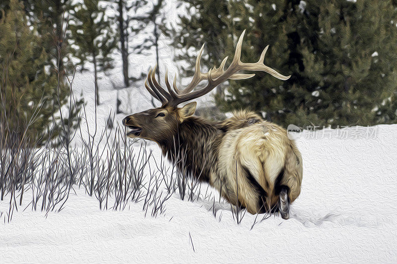 在深雪中吃草的公麋鹿-照片艺术